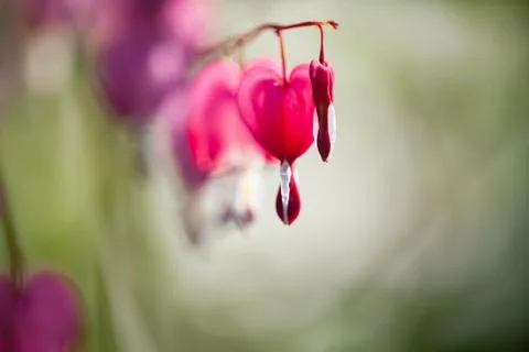 Soft focus of heart-shaped Bleeding heart flower pink and white color in summ Fotos de archivo