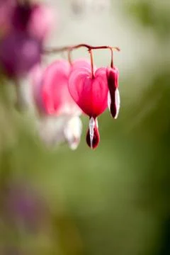 Soft focus of heart-shaped Bleeding heart flower pink and white color in summ Stock Photos