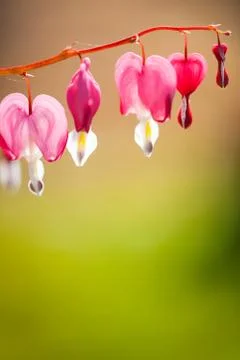 Soft focus of heart-shaped Bleeding heart flower pink and white color in summ Stock Photos