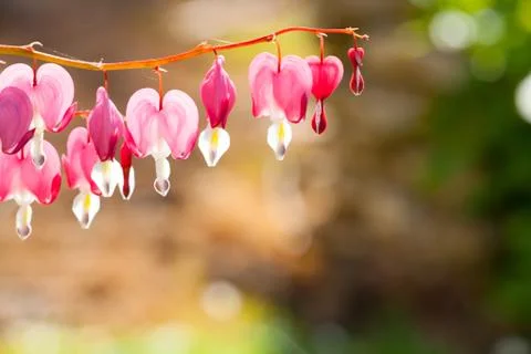 Soft focus of heart-shaped Bleeding heart flower pink and white color in summ Stock Photos