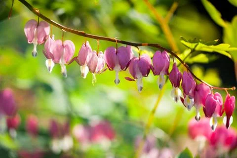 Soft focus of heart-shaped Bleeding heart flower pink and white color in summ Stock Photos