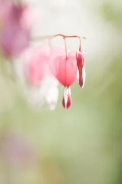 Soft focus of heart-shaped Bleeding heart flower pink and white color in summ Stock Photos