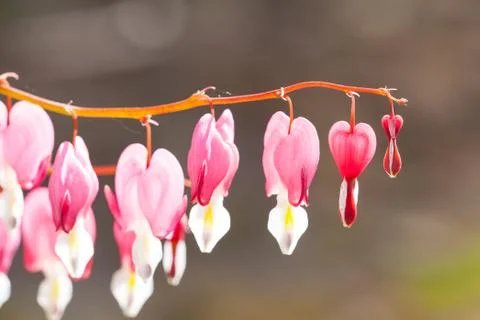 Soft focus of heart-shaped Bleeding heart flower pink and white color in summ Stock Photos