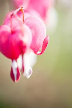 Soft focus of heart-shaped Bleeding heart flower pink and white color in summ Stock Photos