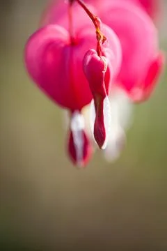Soft focus of heart-shaped Bleeding heart flower pink and white color in summ Stock Photos