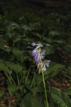 Soft Focus Hosta Flowers above Green Foliage Stock Photos