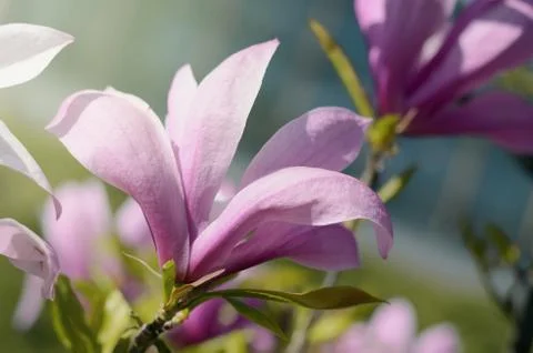 Soft focus image of beautiful pink magnolia flowers under sun light. spring Stock Photos