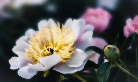 Soft focus image of blooming white peonies Stock Photos