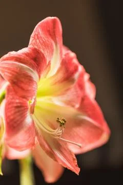 Soft focus image of full bloom pink amarylis flowers Stock Photos