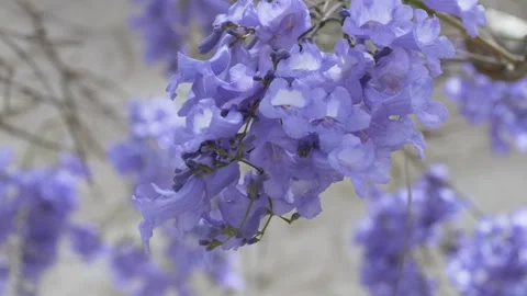 Soft focus jacaranda flowers against bright architecture create an elegant Stock Footage 335745319