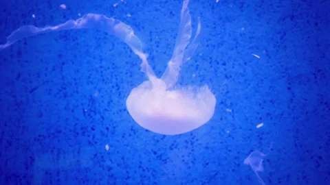 Soft focus jellyfish drifting in blue aquarium water background slowly floating Stock Footage 332723168