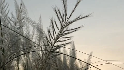 Soft focus kash flowers swaying in the breeze for seasonal background. Stock Footage 346838217
