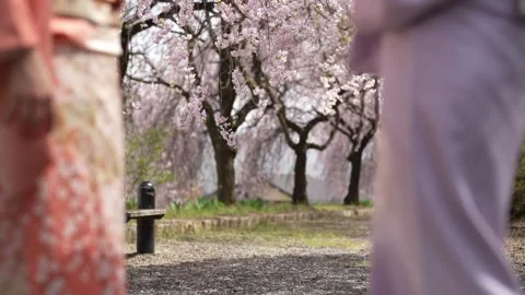 Soft Focus Kimono Fabric with Flowering Trees Beyond Stock Footage 346219188