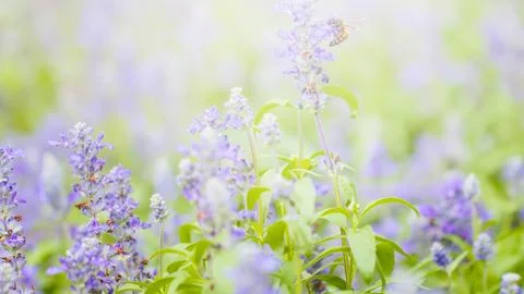 Soft focus lavender and greenery floral background Stock Photos