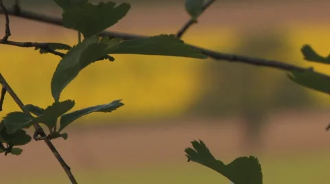 Soft focus from leaves to tree on a field Stock Footage 4719898
