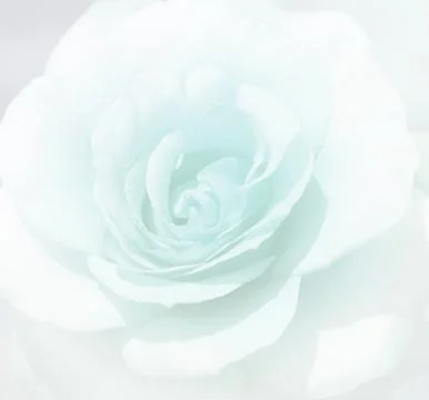 Soft focus light blue rose  background. Defocused blur rose petals, abstract  Stock Photos