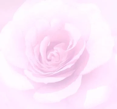 Soft focus light pink rose  background. Defocused blur rose petals, abstract  Foto stock
