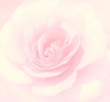 Soft focus light pink rose  background. Defocused blur rose petals, abstract  Foto stock