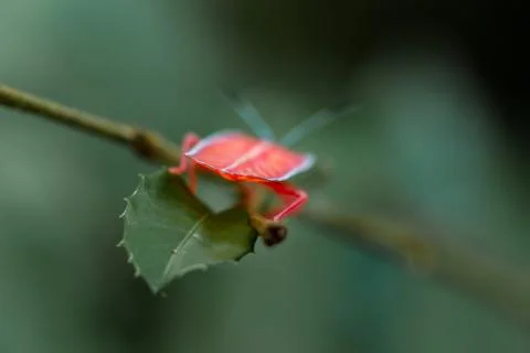 Soft focus. Longan stink bug on green leaf in tropical forests from phuket, t Stock Photos