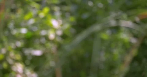 Soft focus on lush greenery with natural sunlight and gentle blurred background Stock Footage 344273752