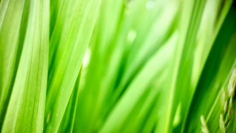 Soft Focus Macro Blades of Grass Moving in Light Breeze. push forward shot Stock Footage 339209681