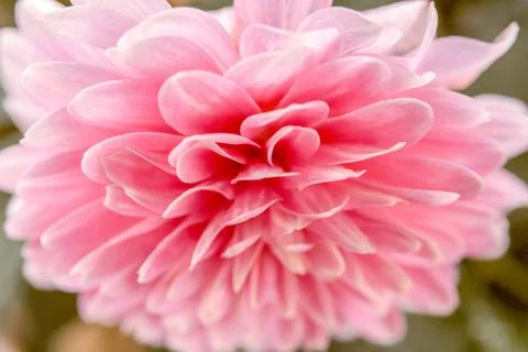 Soft focus macro close-up of pretty pink Dahlia flower Stock Photos