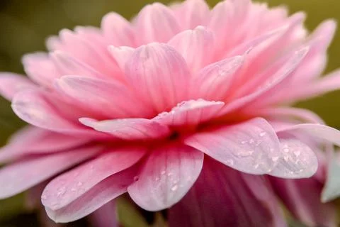 Soft focus macro close-up of pretty pink Dahlia flower Stock Photos