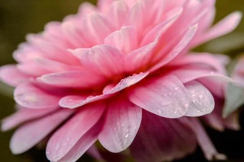Soft focus macro close-up of pretty pink Dahlia flower Stock Photos