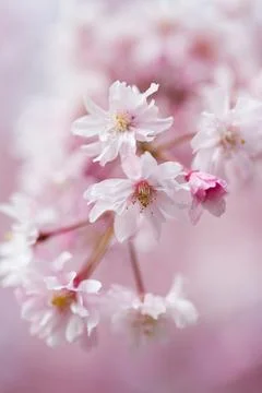 Soft Focus Macro of Delicate Pink Cherry Blossoms Stock Photos