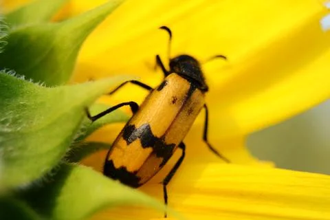 Soft focus macro fresh yellow sunflower. Harvest time, agriculture, farming.  Stock-Fotos