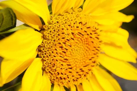Soft focus macro fresh yellow sunflower. Harvest time, agriculture, farming.  Stock Photos
