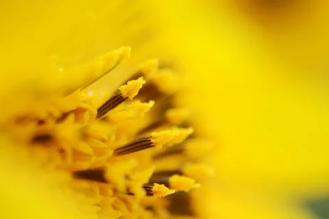 Soft focus macro fresh yellow sunflower. Harvest time, agriculture, farming.  Stock Photos