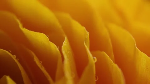 Soft-focus macro image of yellow flower petals with tiny water droplets Stock Footage 306129582