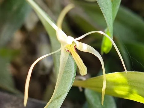 Soft Focus Macro of Pale Yellow Bulbophyllum Orchid Against Green Foliage Stock Photos