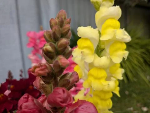 A soft focus macro shot of developing snapdragon flower buds Stock Photos