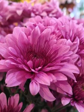 Soft Focus Macro of a Single Pink Chrysanthemum Flower in a Garden Stock Photos