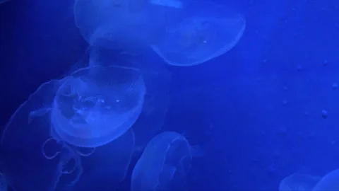 Soft Focus Moon Jellyfish with Blue Underwater Background Stock Footage 336263464