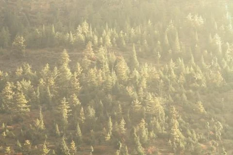 Soft focus mountain forest background during sunrise, Bhutan Stock Photos