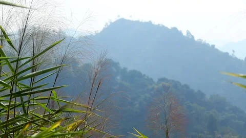 Soft Focus Mountain Hills with Bamboo and Wild Grass in Foreground Stock-Footage 329838804