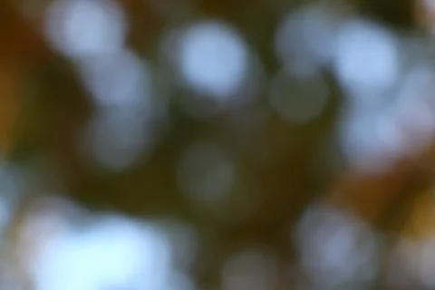 Soft focus natural light forms a gentle bokeh display Stock Photos