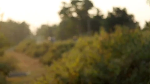 Soft Focus Nature Background with Sunlight and Green Foliage Video stock 328340906