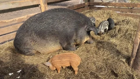 Soft focus of newborn piglets feeding from mother pig in organic farm Stock Footage 306129119