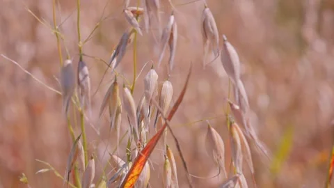Soft Focus Oat Stalks with Subtle Wind Movement Stock Footage 322014867