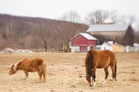 Soft focus or tilt shift picture of brown horses on farm with red barn Foto stock