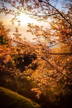Soft focus on orange color tree with background of sunrise. Stock Photos
