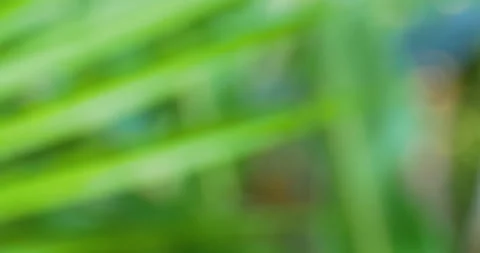 Soft Focus Palm Leaf  Painting With Shades of Green And Purple Fauna Stock Footage 137816707