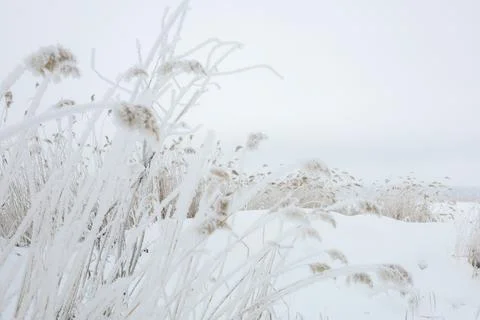 Soft focus on pampas grass coated with snow with clear blue sky in background in Stock Photos