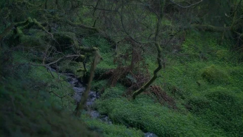 Soft Focus Pan of a Magical Stream Running through a Forest Stock Footage 74279967