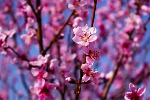 Soft focus peach tree or peach blossom close-up. Stock Photos