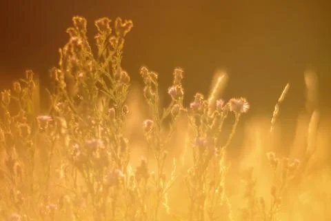 Soft Focus Stock Photos